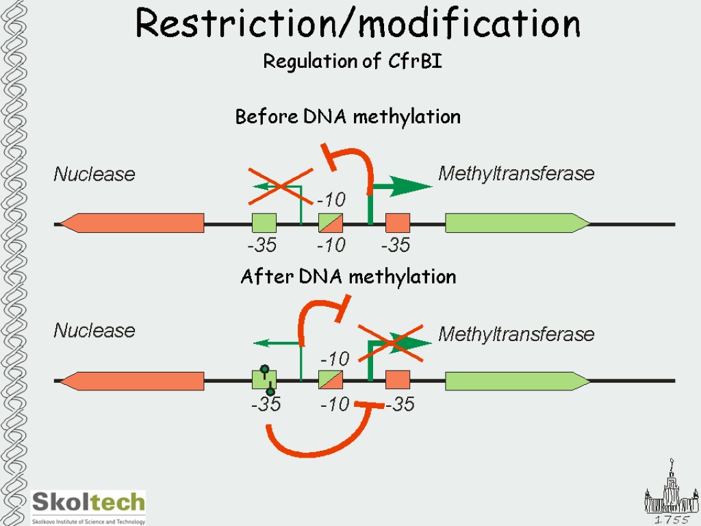 Restriction/modification Regulation of CfrBI Before DNA methylation After DNA methylation